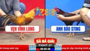 Trận 27 CPC2 30/3/2025 - Gà Điều Anh Bảo Sting Đâm Như Máy Khâu