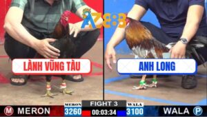 Trận 3 CPC2 2/3/2025 - Gà Anh Lành Vũng Tàu Đá Gà Anh Long Mất Sóng