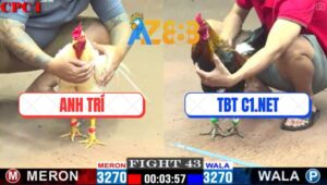 Trận 43 CPC1 1/3/2025 - Gà Điều TBT C1.NET Đá Chân 1 Có Kết Quả