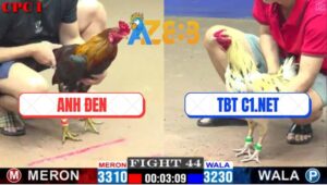 Trận 44 CPC1 1/3/2025 - Ga TBT C1.NET Hạ Mẻ Hiệu Tính GaKing Mau Lẹ