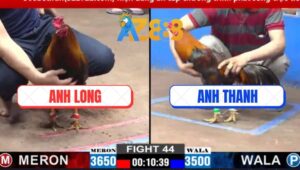 Trận 44 CPC2 2/3/2025 - Anh Long Cởi Giày Thả Gà Chay Nhanh Lẹ