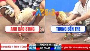 Trận 5 CPC2 30/3/2025 - Anh Bảo Stinh Rớt Cái Bóp 500 Sau 1 Tay Nước