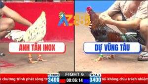 Trận 6 CPC2 26/3/2025 - Gà Điều Anh Dự Canh Chổi Gãy Chân Gà Anh Tân