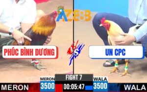 Trận 7 CPC3 8/3/2025 - Chú Phúc Bình Dương Nài Điều Phản Kèo Đẳng Cấp