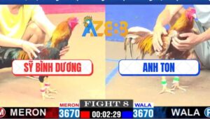 Trận 8 CPC1 13/3/2025 - Gà Anh Sỹ La Miệng, Ở Ngoài Biện Khóc Thét