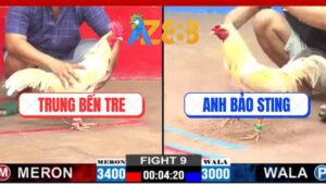 Trận 9 CPC2 12/3/2025 - Gà Anh Trung Nuốt Ói Đá Gà Bảo Sting La Miệng