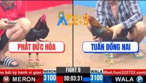 Trận 9 CPC3 28/3/2025 - Que Cọp Anh Tuấn Đá Tăng 1 Gà Anh Phát Lật Lìa