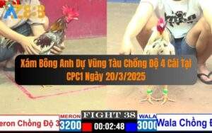 Xám Bông Anh Dự Vũng Tàu Chồng Độ 4 Cái Tại CPC1 Ngày 20/3/2025