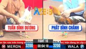 Trận 10 CPC3 5/4/2025 - Gà Bướm Anh Tuấn Đâm Gà Cú Anh Phát Ngã Ngửa