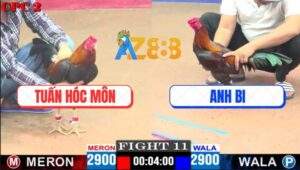 Trận 11 CPC2 27/4/2025 - Gà Anh Tuấn Hóc Môn Đâm Cựa Quá Nghiệt