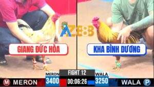 Trận 12 CPC3 13/4/2025 - Gà Bướm Anh Giang Đức Hòa Đá Bát 1 Có Kem