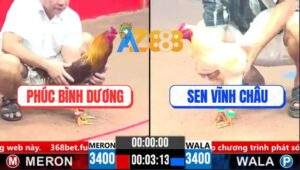 Trận 12 CPC3 1/4/2025 - Gà Khét Chú Phúc Đá Gà Úa Anh Sen Bay Bồ