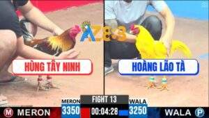 Trận 13 CPC3 30/4/2025 - Gà Vàng Anh Hoàng Lão Tà Bị Đá Gãy Cổ