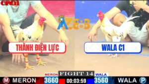 Trận 14 CPC1 19/4/2025 - Gà Bướm WALA C1 Bị Chế Chân Đầu Sụm Tỳ Bay Bồ