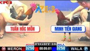 Trận 16 CPC2 18/4/2025 - Gà Que Anh Tuấn Đá Gà Anh Minh Sụm Tỳ Hết Cứu