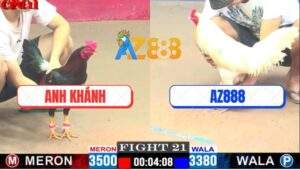 Trận 21 CPC1 19/4/2025 - Gà Bướm Xóm Gà AZ Có Chân Mai Độ Đá Điều Tắt Điện