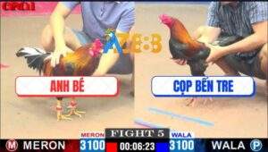 Trận 5 CPC1 19/4/2025 - Gà Que Anh Cọp Siết Tăng 1 Điều Hết Đường Về