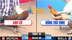 Trận 10 CPC3 31/5/2025 - Gà Anh Dũng Đâm Gà Que Không Kịp Nhìn Bung Bồ