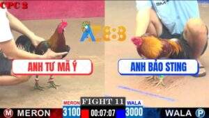 Trận 11 CPC2 9/5/2025 - Gà Anh Bảo Sting Đá Gà Que Anh Tư Mã Ý Bay Màu