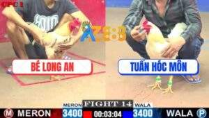 Trận 14 CPC1 29/5/2025 - Gà Bướm Anh Bé Long An Đá Bo Như Búa Bổ