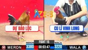 Trận 15 CPC3 7/5/2025 - Gà Que Anh Ci Lì Đâm Gà Cú Anh Dự Nằm Xòe Đuôi