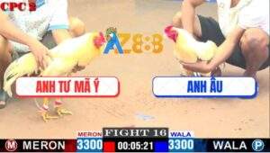 Trận 16 CPC2 9/5/2025 - Gà Tư Mã Ý Chết Thì Gà Anh Âu Cũng Bại Liệt