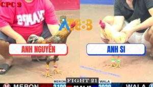 Trận 21 CPC2 21/5/2025 - Gà Cú Anh Nguyên Xử Gọn Gà Bướm Sau 3 Chân