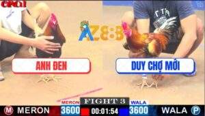 Trận 3 CPC1 6/5/2025 - Gà Anh Đen Và Gà Anh Duy Cùng Chung Một Số Phận