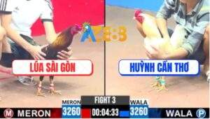 Trận 3 CPC3 31/5/2025 - Gà Điều Anh Lúa Sài Gòn Đá Gà Anh Huỳnh Gãy Cổ