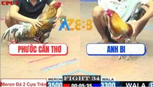 Trận 34 CPC1 27/5/2025 - Gà Xám Anh Bi Đá Gà Cú Anh Phước Đi Xỉn Rượu