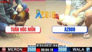 Trận 34 CPC1 29/5/2025 - Gà Xám Anh Tuấn Đá Gà Bướm Xóm Gà AZ Quẹo Cổ