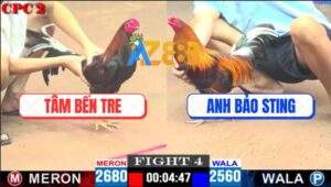 Trận 4 CPC2 4/5/2025 - Điều Đuôi Lao Anh Bảo Sting Có Chân Mai Độ