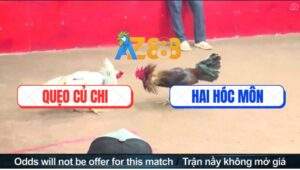 Trận 41 CPC3 2/5/2025 - Gà Điều Anh Queo Đá Chạy Xe Dắt Mũi Đối Thủ