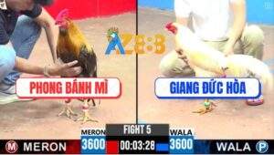 Trận 5 CPC3 8/5/2025 - Vàng Ức Ó Anh Phong Bánh Mì Đâm Cựa Quá Nghiệt