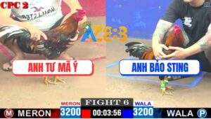 Trận 6 CPC2 4/5/2025 - Gà Anh Tư Mã Ý Đá Gà Điều Anh Bảo Sting Gãy Giò