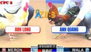 Trận 7 CPC2 30/5/2025 - Gà Điều Anh Quang Đá Úa Anh Long Tắt Điện