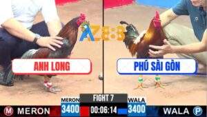 Trận 7 CPC3 7/5/2025 - Gà Anh Long Vừa Vô Đá Gà Anh Phú Gãy Giò