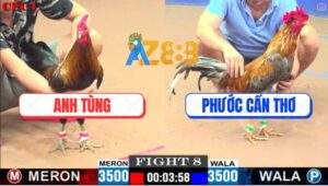 Trận 8 CPC1 26/5/2025 - Gà Que Anh Tùng Xử Gà Cú Anh Phước Nằm 1 Đống