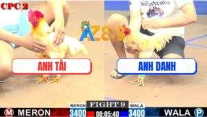 Trận 9 CPC2 30/5/2025 - Bướm Mông Trích Anh Danh Đá Bo Như Xe Đụng