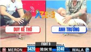 Trận 9 CPC3 31/5/2025 - Gà Anh Trường Đá Quẹo Cổ Gà Anh Duy Kê Thổ