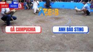 Trận 15 Anh Bảo Sting Và Campuchia - Bướm Idol Đâm Gà Cú Như Cái Rổ