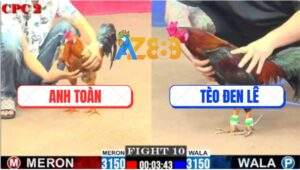 Trận 10 CPC2 1/6/2025 - Gà Anh Tèo Đen Lê Đá Gà Vàng Không Kịp Dỡ Giò
