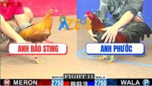 Trận 11 CPC2 1/6/2025 - Anh Bảo Sting Thất Thủ Trước Anh Phước