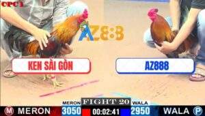 Trận 20 CPC1 5/6/2025 - Gà Vàng Xóm Gà AZ Phút Sinh Tử Có Chân Xạo Lờ