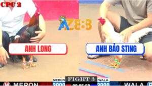 Trận 3 CPC2 1/6/2025 - Bảo Sting Sửa Gà Quá Hay Đá Gà Anh Long Chạy