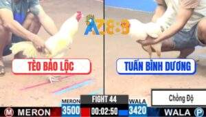 Trận 44 CPC3 11/5/2025 - Gà Úa Anh Tuấn Lên 2 Đứng Chịu Đòn Phản 5 Lai