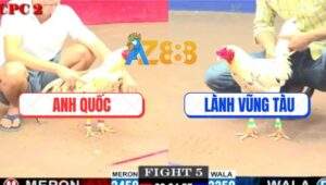 Trận 5 CPC2 4/6/2025 - Bướm Anh Quốc Đá 2 Chân Hạ Bướm Anh Lành