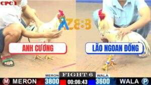 Trận 6 CPC1 3/6/2025 - Bướm Lão Ngoan Đồng Bị Đá Vừa Chạy Vừa Kêu Trời