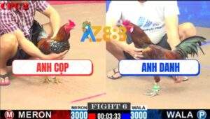 Trận 6 CPC2 4/6/2025 - Vàng Anh Danh Hạ Sát Gà Bông Anh Cọp Sau 2 Đá