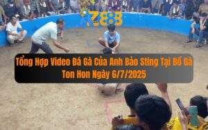 Tong Hop Video Da Ga Cua Anh Bao Sting Tai Bo Ga Ton Hon Ngay 672025